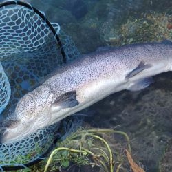竿が折れ、イトウが釣れた ～フィシングパーク高島の泉～